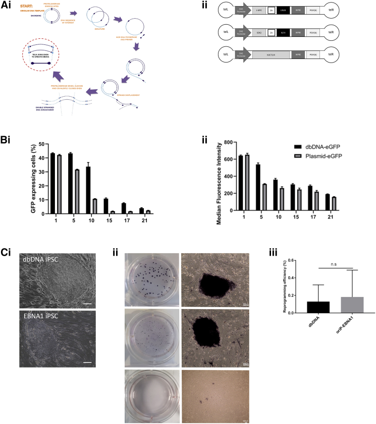 Safe and stable generation of induced pluripotent stem cells using doggybone DNA vectors.