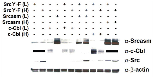 Downregulation of Src-family tyrosine kinases by Srcasm and c-Cbl: A comparative analysis.