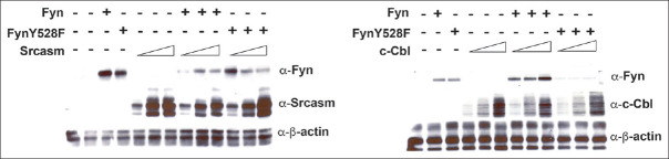 Downregulation of Src-family tyrosine kinases by Srcasm and c-Cbl: A comparative analysis.