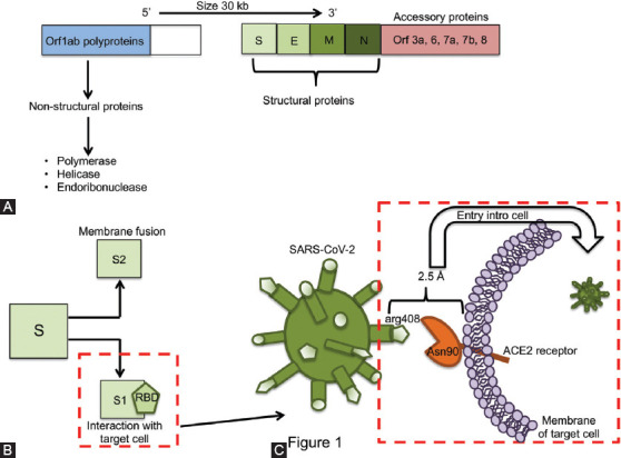 SARS-CoV-2 infection: Understanding the immune system abnormalities to get an adequate diagnosis.