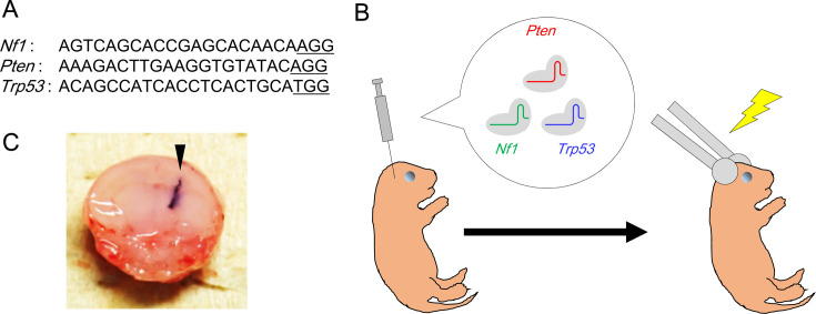 Genome editing of <i>Nf1, Pten,</i> and <i>Trp53</i> in neonatal mice induces glioblastomas positive for oligodendrocyte lineage transcription factor 2.