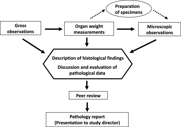 Contribution of toxicologic pathologists for the safety of human health in biomedical research-past, present, and future of the JSTP.