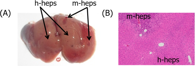 Application of humanized mice to toxicology studies: Evaluation of the human relevance of the mode of action for rodent liver tumor formation by activators of the constitutive androstane receptor (CAR).