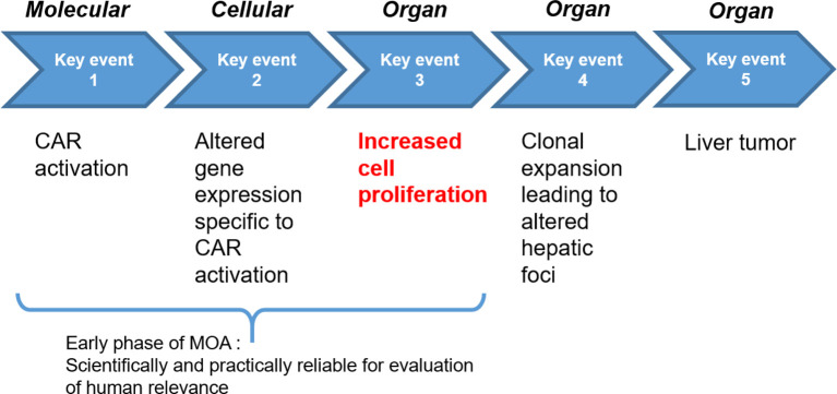 Application of humanized mice to toxicology studies: Evaluation of the human relevance of the mode of action for rodent liver tumor formation by activators of the constitutive androstane receptor (CAR).