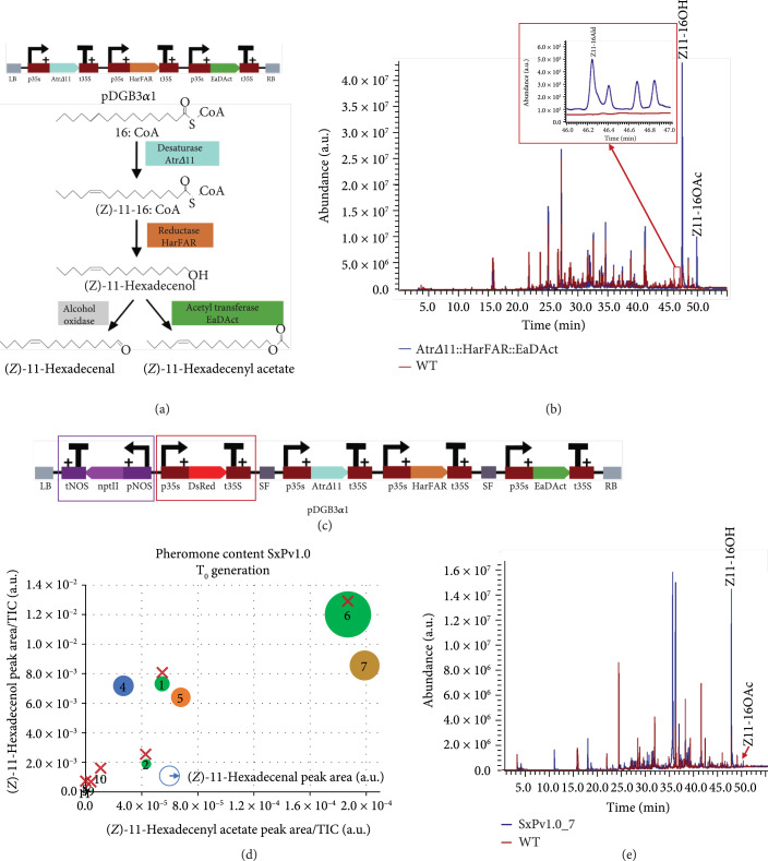 Production of Volatile Moth Sex Pheromones in Transgenic <i>Nicotiana benthamiana</i> Plants.