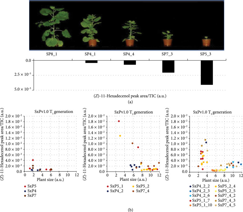 Production of Volatile Moth Sex Pheromones in Transgenic <i>Nicotiana benthamiana</i> Plants.