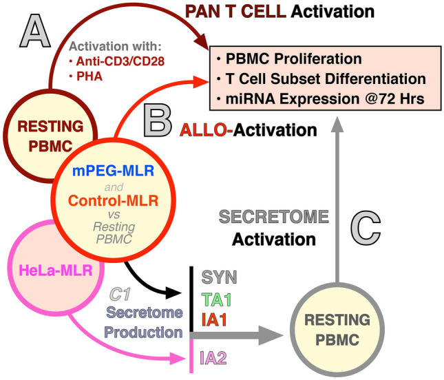 Differential Leukocyte MicroRNA Responses Following Pan T Cell, Allorecognition and Allosecretome-Based Therapeutic Activation