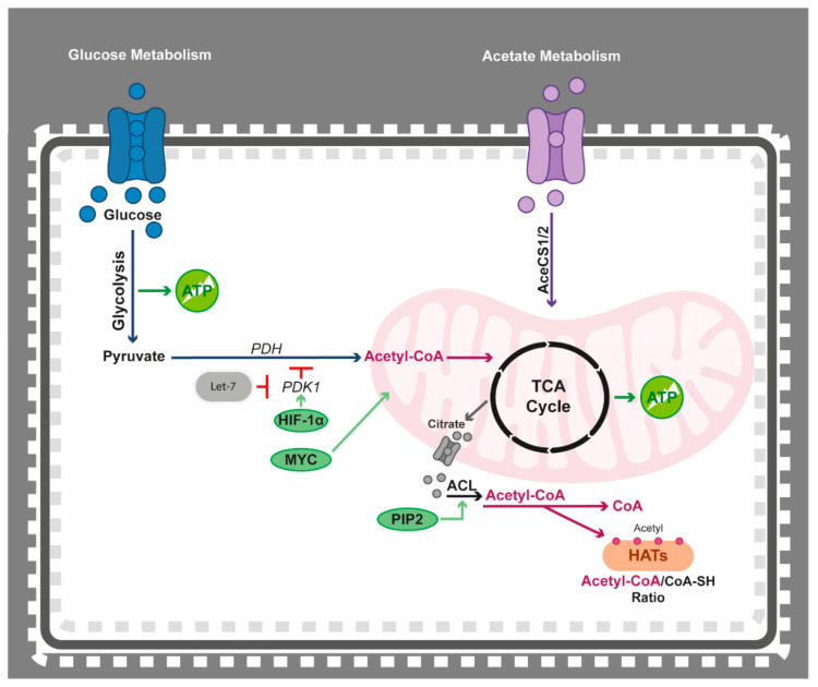 One Omics Approach Does Not Rule Them All: The Metabolome and the Epigenome Join Forces in Haematological Malignancies.