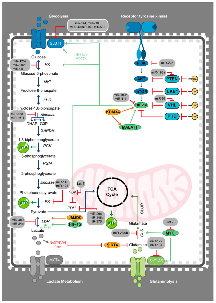 One Omics Approach Does Not Rule Them All: The Metabolome and the Epigenome Join Forces in Haematological Malignancies.