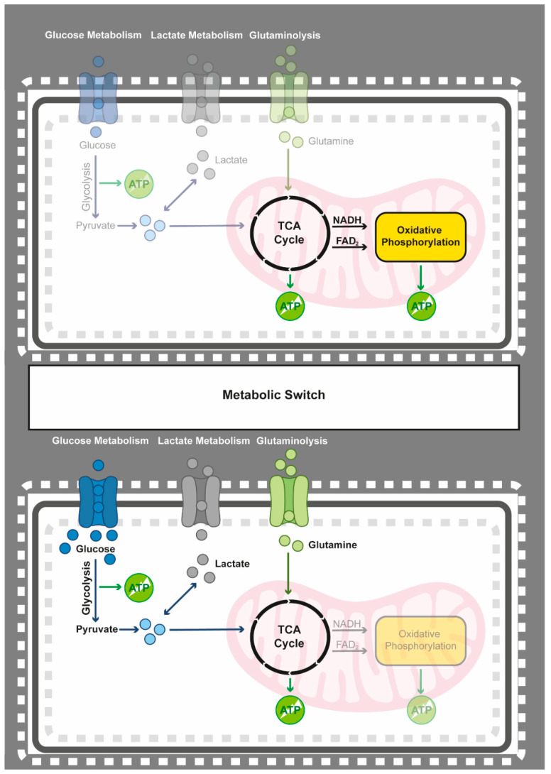 One Omics Approach Does Not Rule Them All: The Metabolome and the Epigenome Join Forces in Haematological Malignancies.