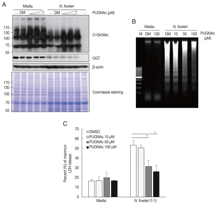 Naegleria fowleri Induces Jurkat T Cell Death via O-deGlcNAcylation.