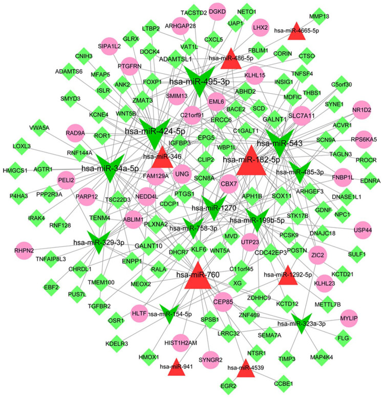 Identification of Conserved Pappalysin 1-Derived Circular RNA-Mediated Competing Endogenous RNA in Osteosarcoma.