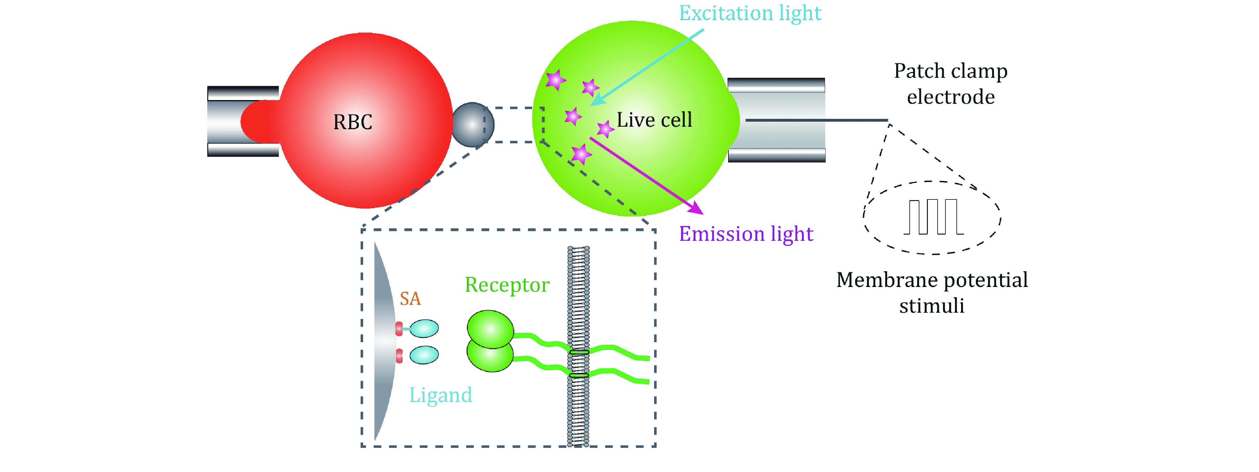 Multiplexed single-molecule force spectroscopy for dissecting biophysical regulation of membrane receptors functions on live cells.