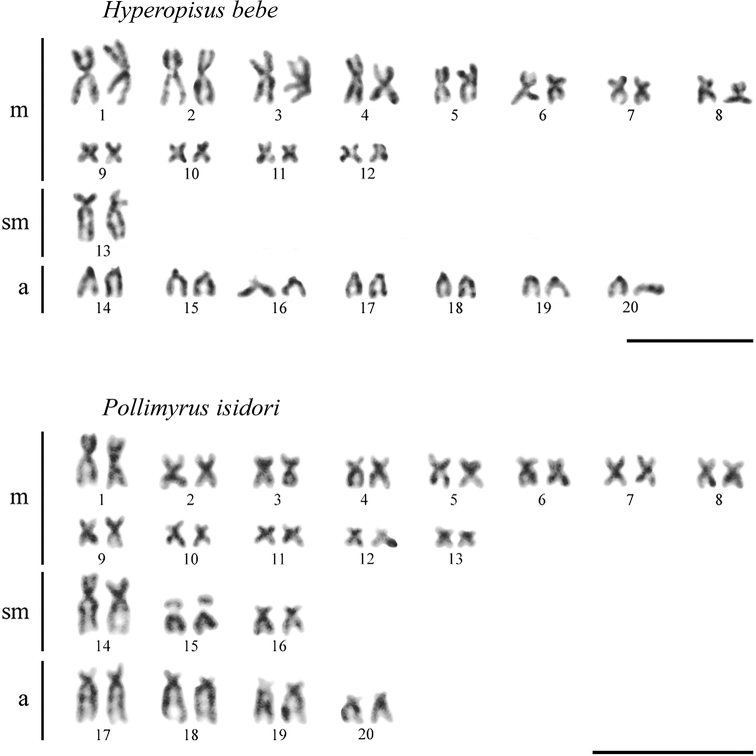 Derived karyotypes in two elephantfish genera (<i>Hyperopisus</i> and <i>Pollimyrus</i>): lowest chromosome number in the family Mormyridae (Osteoglossiformes).