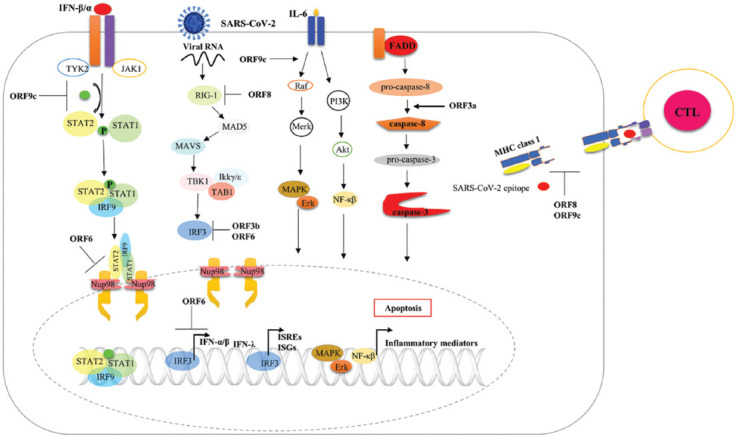 Insight into the emerging role of SARS-CoV-2 nonstructural and accessory proteins in modulation of multiple mechanisms of host innate defense.