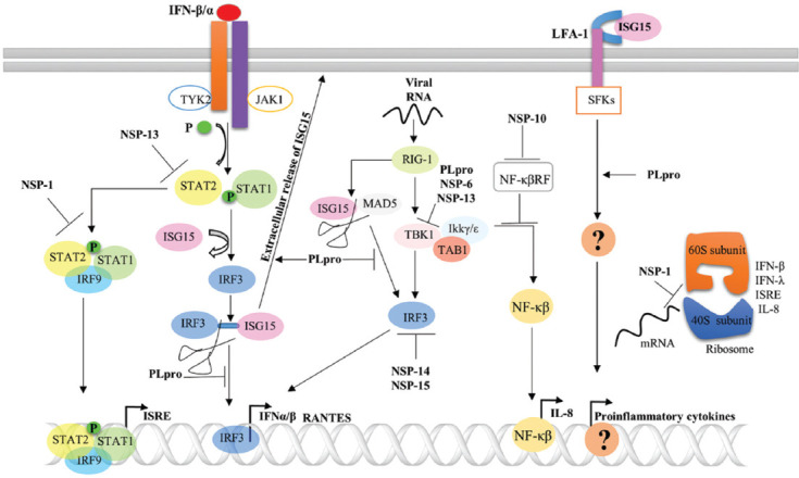 Insight into the emerging role of SARS-CoV-2 nonstructural and accessory proteins in modulation of multiple mechanisms of host innate defense.