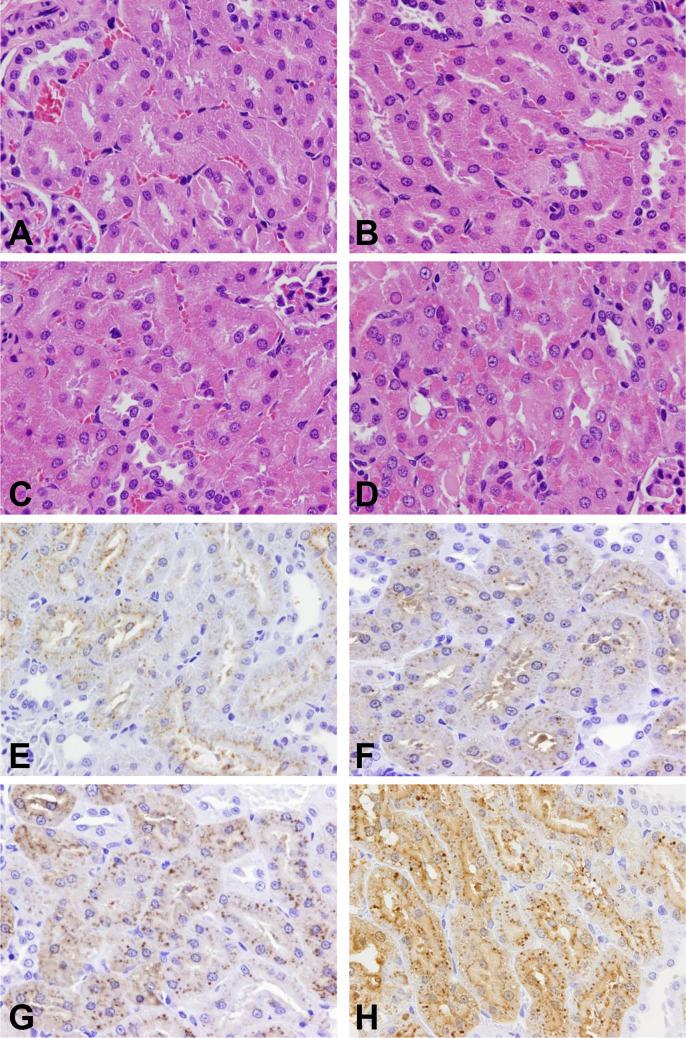 A 13-week subchronic toxicity study of 2-(<i>l</i>-menthoxy)ethanol in F344 rats.