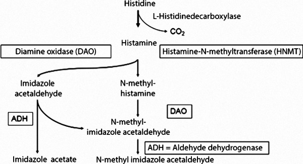 Guideline on management of suspected adverse reactions to ingested histamine: Guideline of the German Society for Allergology and Clinical Immunology (DGAKI), the Society for Pediatric Allergology and Environmental Medicine (GPA), the Medical Association of German Allergologists (AeDA) as well as the Swiss Society for Allergology and Immunology (SGAI) and the Austrian Society for Allergology and Immunology (ÖGAI).