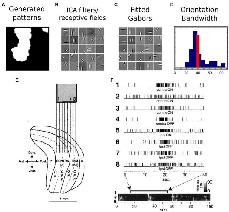 On the Role of LGN/V1 Spontaneous Activity as an Innate Learning Pattern for Visual Development.