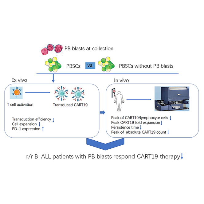 Peripheral leukemia burden at time of apheresis negatively affects the clinical efficacy of CART19 in refractory or relapsed B-ALL.