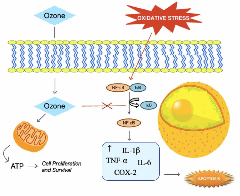 Medical ozone therapy in facet joint syndrome: an overview of sonoanatomy, ultrasound-guided injection techniques and potential mechanism of action.