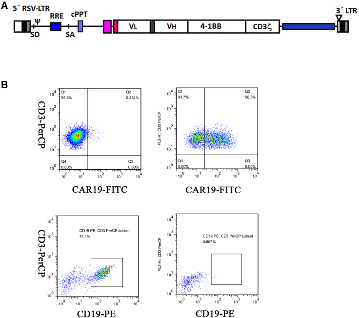 Peripheral leukemia burden at time of apheresis negatively affects the clinical efficacy of CART19 in refractory or relapsed B-ALL.