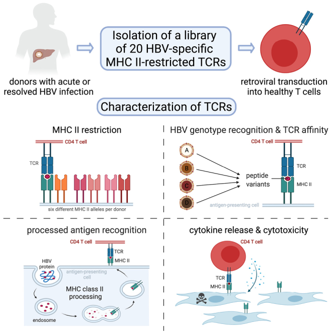 Characterization of a library of 20 HBV-specific MHC class II-restricted T cell receptors.