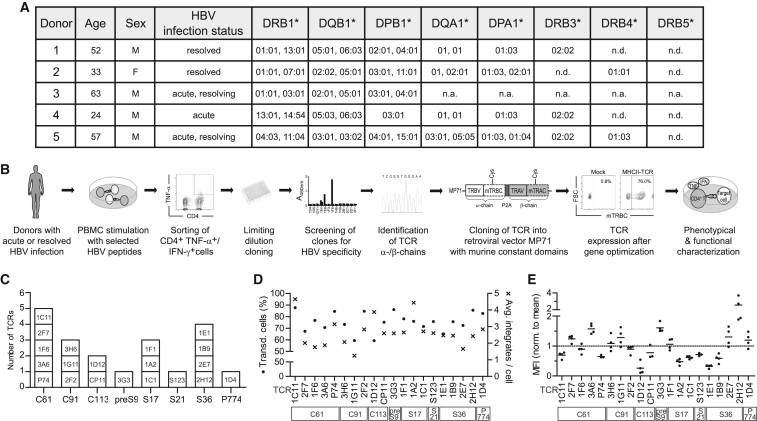 Characterization of a library of 20 HBV-specific MHC class II-restricted T cell receptors.