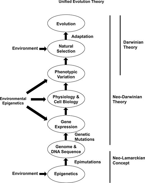 Role of environmentally induced epigenetic transgenerational inheritance in evolutionary biology: Unified Evolution Theory.