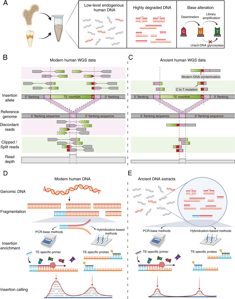 Genomic approaches to trace the history of human brain evolution with an emerging opportunity for transposon profiling of ancient humans.