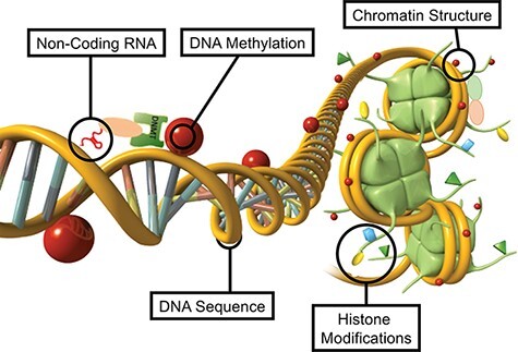 Role of environmentally induced epigenetic transgenerational inheritance in evolutionary biology: Unified Evolution Theory.