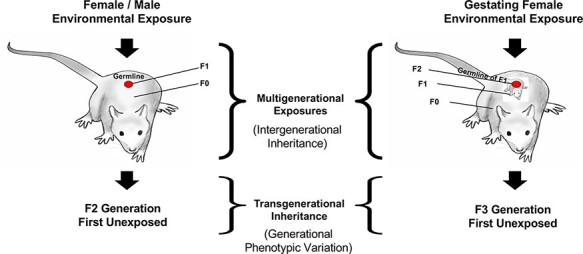 Role of environmentally induced epigenetic transgenerational inheritance in evolutionary biology: Unified Evolution Theory.