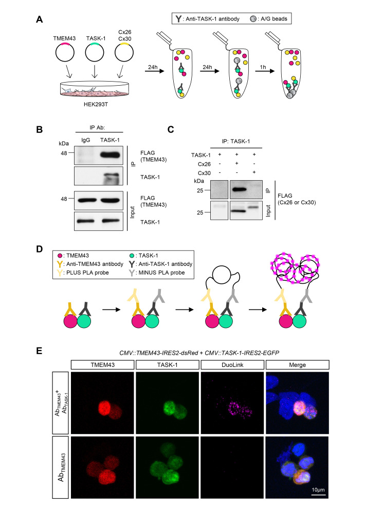 A Deafness Associated Protein TMEM43 Interacts with KCNK3 (TASK-1) Two-pore Domain K<sup>+</sup> (K2P) Channel in the Cochlea.