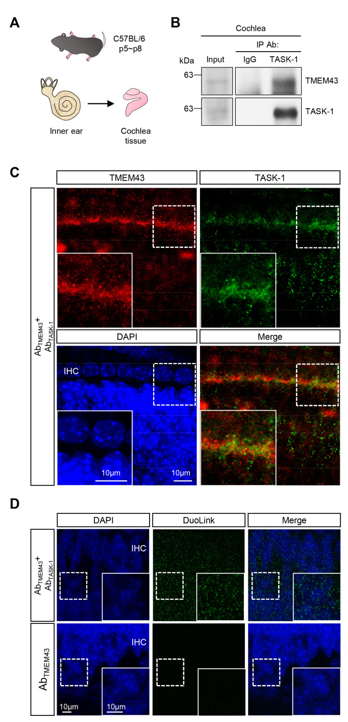 A Deafness Associated Protein TMEM43 Interacts with KCNK3 (TASK-1) Two-pore Domain K<sup>+</sup> (K2P) Channel in the Cochlea.