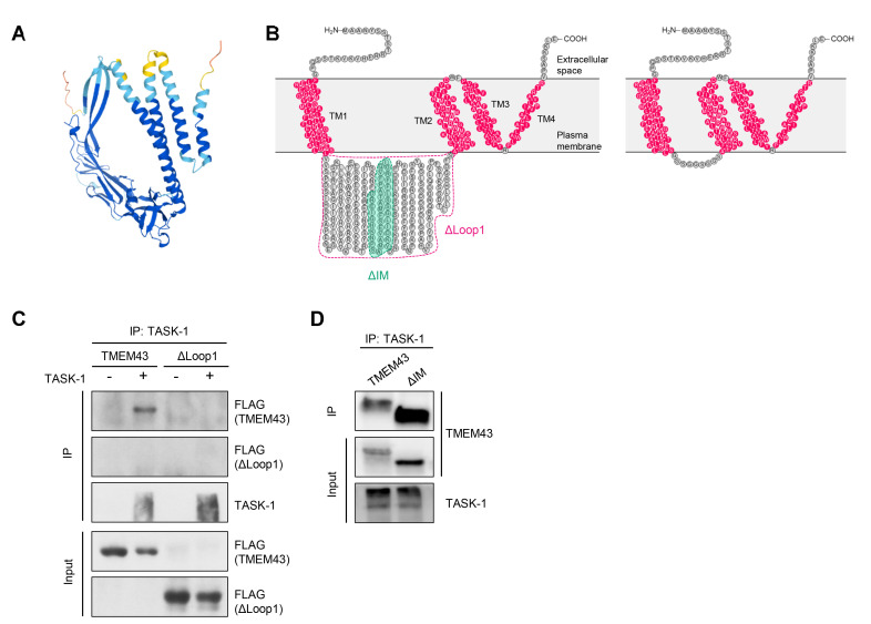 A Deafness Associated Protein TMEM43 Interacts with KCNK3 (TASK-1) Two-pore Domain K<sup>+</sup> (K2P) Channel in the Cochlea.