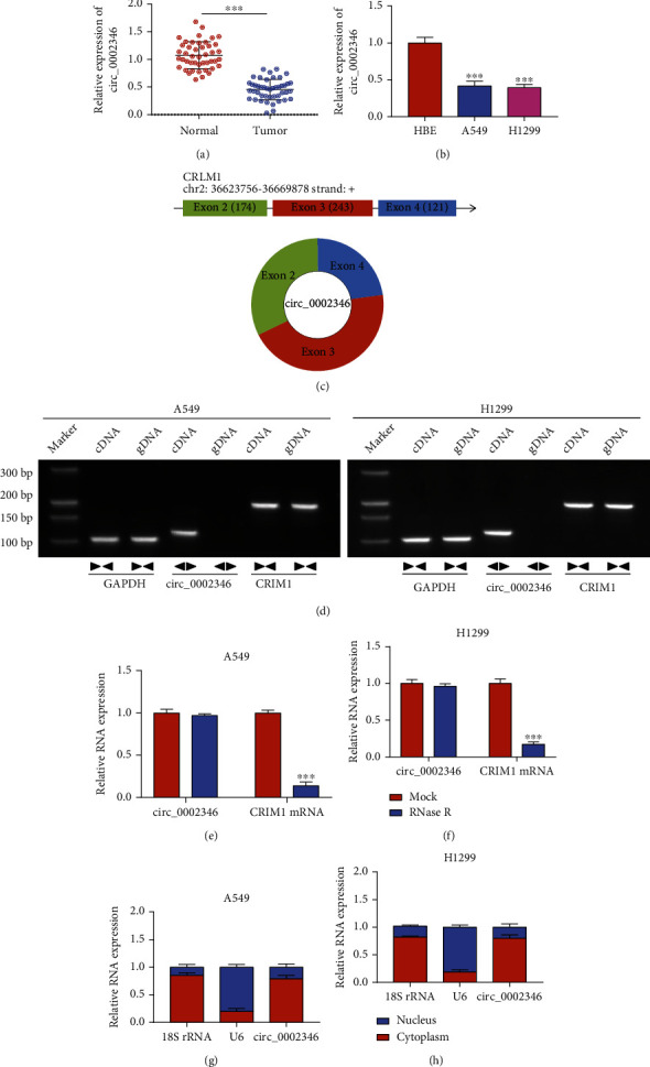 circ_0002346 Suppresses Non-Small-Cell Lung Cancer Progression Depending on the Regulation of the miR-582-3p/STXBP6 Axis.