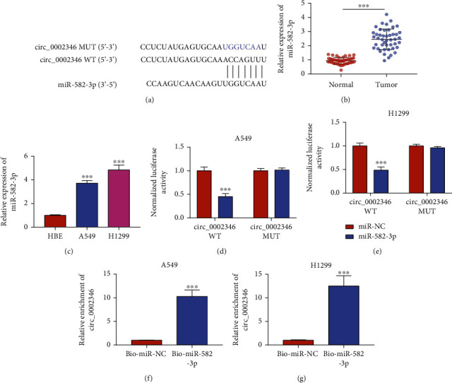 circ_0002346 Suppresses Non-Small-Cell Lung Cancer Progression Depending on the Regulation of the miR-582-3p/STXBP6 Axis.