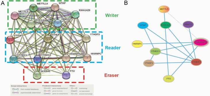 Expression pattern and prognostic value of N6-methyladenosine RNA methylation key regulators in hepatocellular carcinoma.