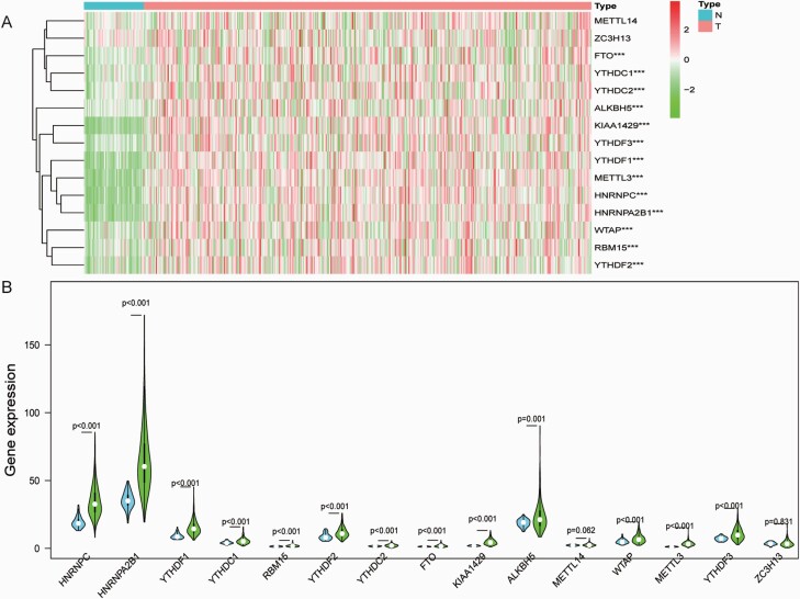 Expression pattern and prognostic value of N6-methyladenosine RNA methylation key regulators in hepatocellular carcinoma.