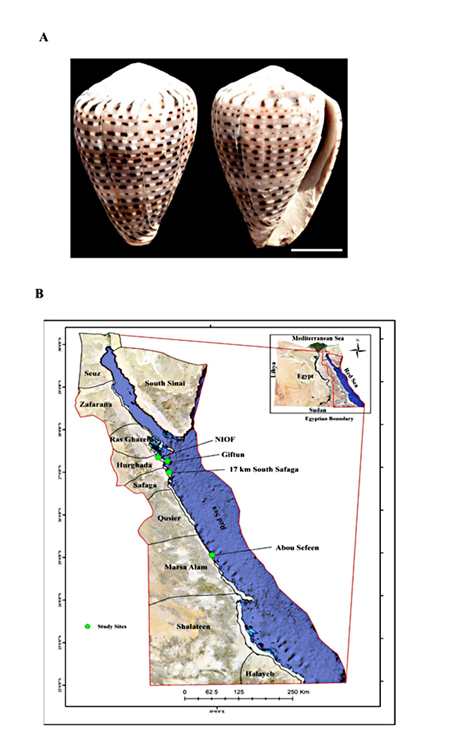 Proteomic analysis of Red Sea <i>Conus taeniatus</i> venom reveals potential biological applications.