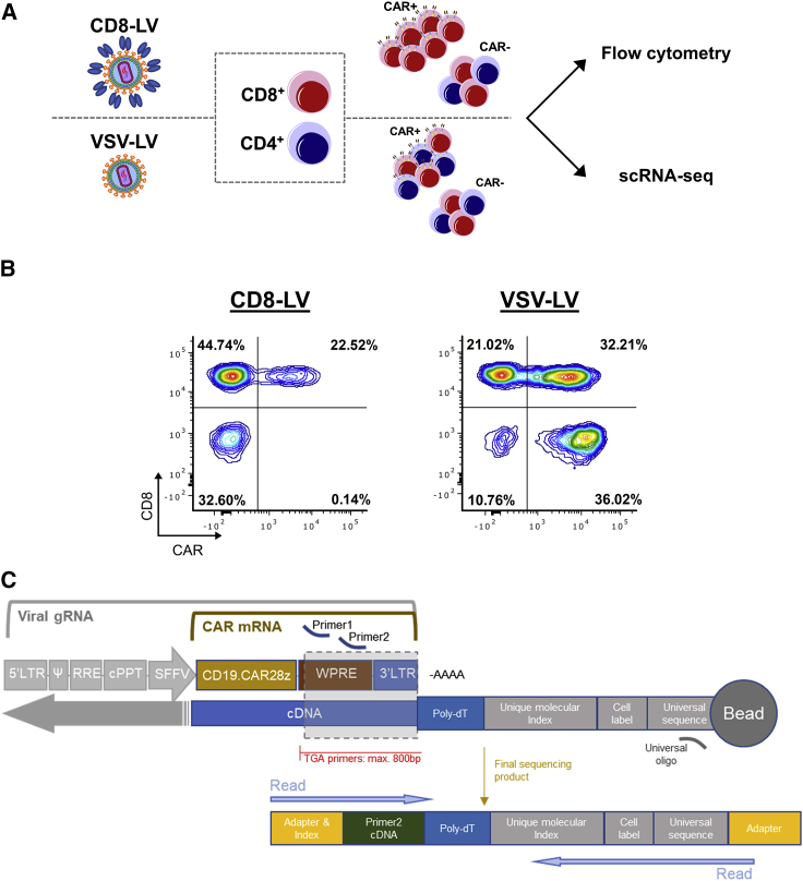 Monitoring CAR T cell generation with a CD8-targeted lentiviral vector by single-cell transcriptomics.