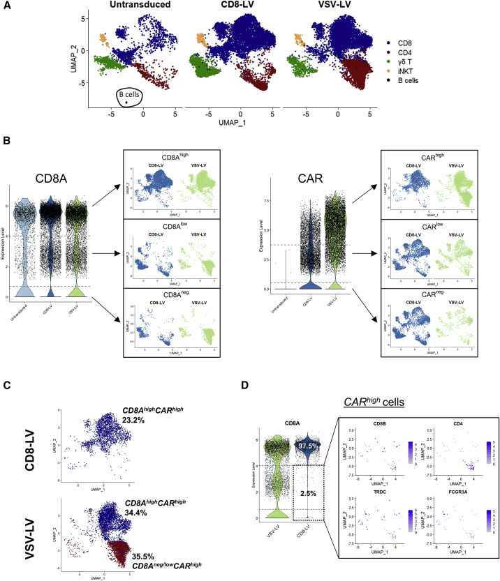 Monitoring CAR T cell generation with a CD8-targeted lentiviral vector by single-cell transcriptomics.