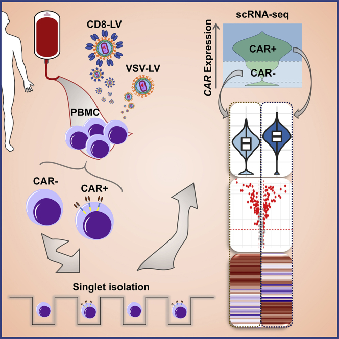 Monitoring CAR T cell generation with a CD8-targeted lentiviral vector by single-cell transcriptomics.
