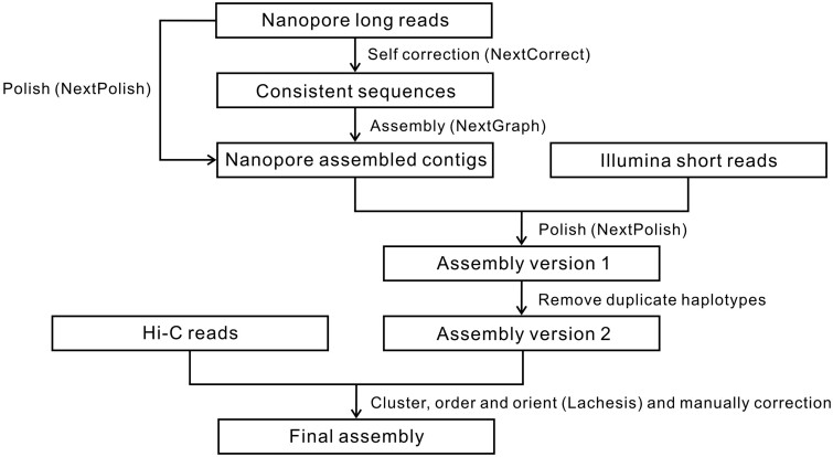 High-quality genome assembly of an important biodiesel plant, Euphorbia lathyris L.