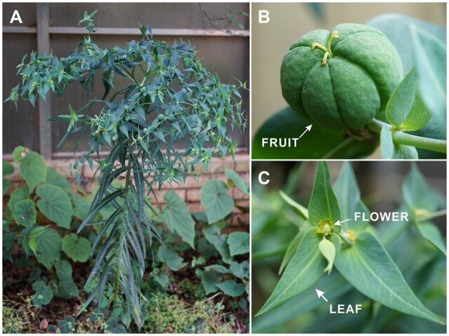 High-quality genome assembly of an important biodiesel plant, Euphorbia lathyris L.