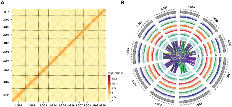 High-quality genome assembly of an important biodiesel plant, Euphorbia lathyris L.