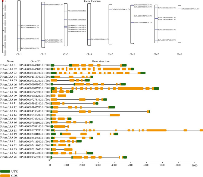 Genome-Wide Analysis of the Auxin/Indoleacetic Acid Gene Family and Response to Indole-3-Acetic Acid Stress in Tartary Buckwheat (<i>Fagopyrum tataricum</i>).