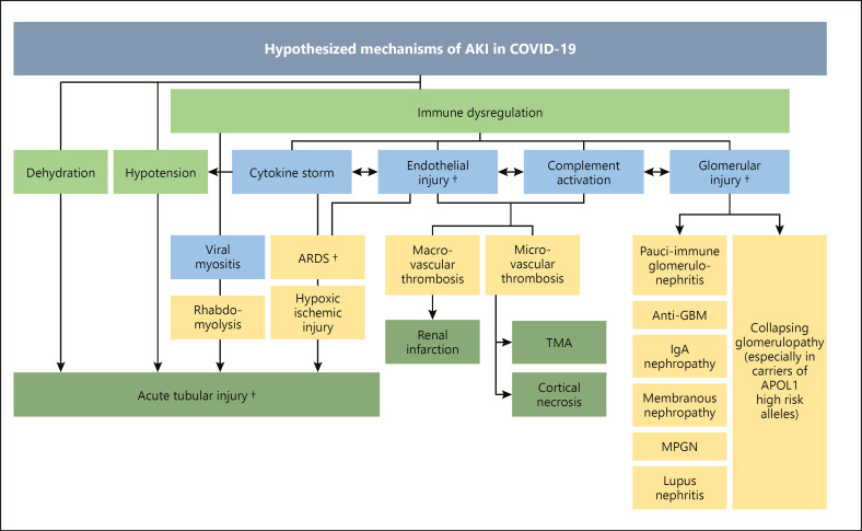 Current Understanding of Clinical Manifestations of COVID-19 in Glomerular Disease.