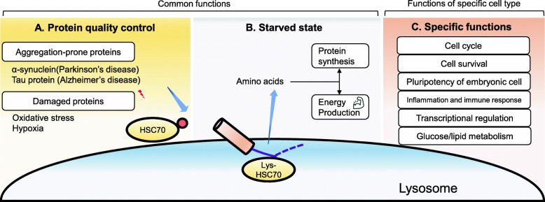 Role of chaperone-mediated autophagy in the pathophysiology including pulmonary disorders.