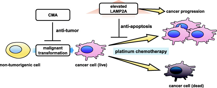 Role of chaperone-mediated autophagy in the pathophysiology including pulmonary disorders.